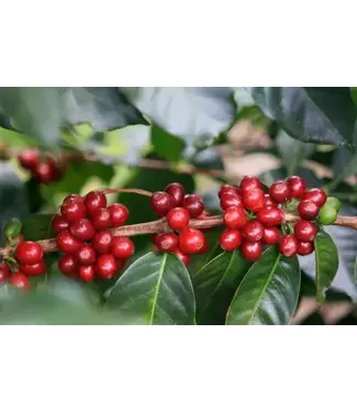 Coffee arabica 4.25"