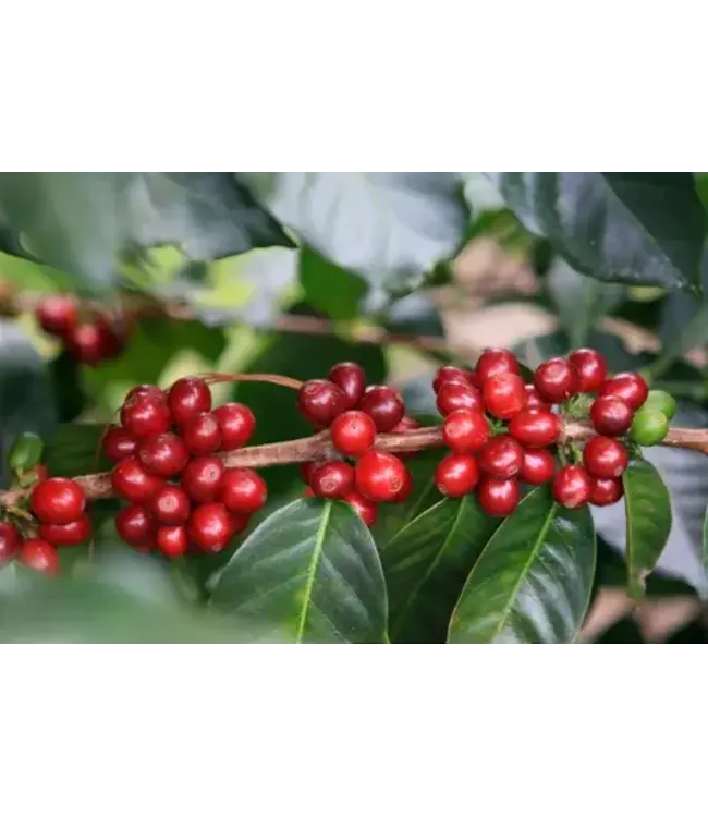 Coffee arabica 4.25"