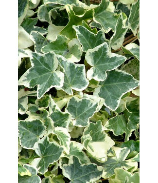 Variegated Ivy 6"