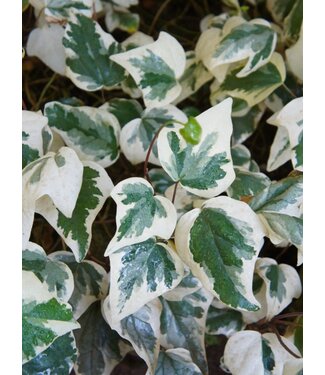 Variegated Algerian Ivy 6"