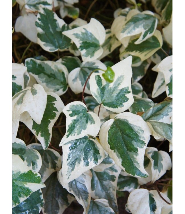 Variegated Algerian Ivy 6"