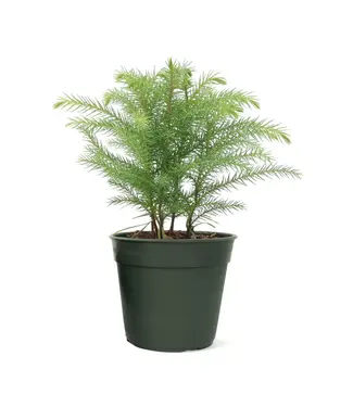 Norfolk Pine 4"