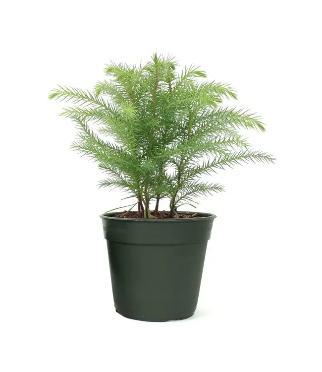 Norfolk Pine 4"