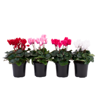 Cyclamen 4"