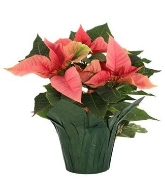 Poinsettia Multibloom 4"