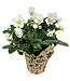 Helleborus 6"