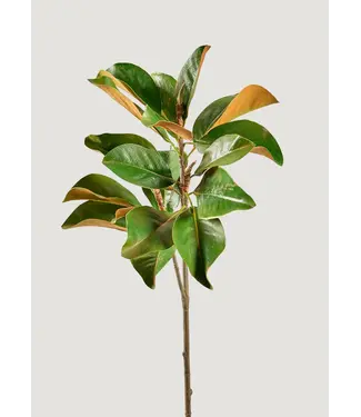 FCS Magnolia Leaves Bunch