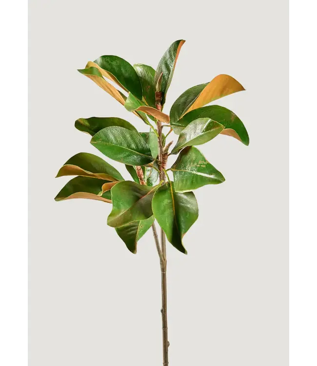 FCS Magnolia Leaves Bunch