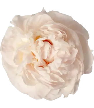 FCS Peonies Slight Blush Mothers Choice Singe Stem