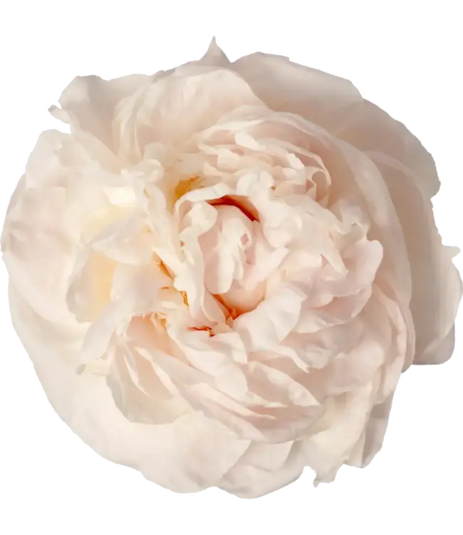 FCS Peonies Slight Blush Mothers Choice Singe Stem