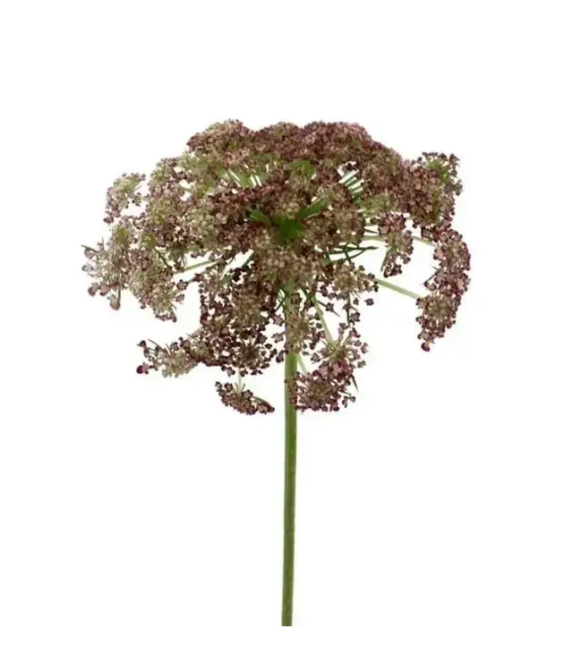 FCS Queen A. Lace Chocolate Single Stem