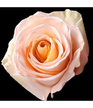FCS Rose Peach Tiffany Single Stem