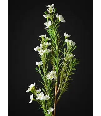 FCS Wax White Ella Single Stem