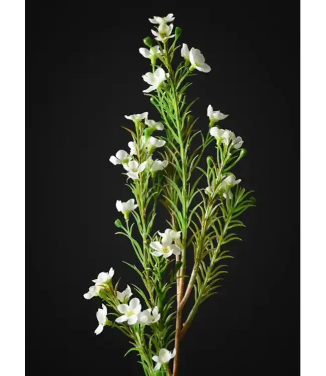 FCS Wax White Ella Single Stem