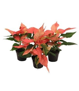 2.5" Poinsettia