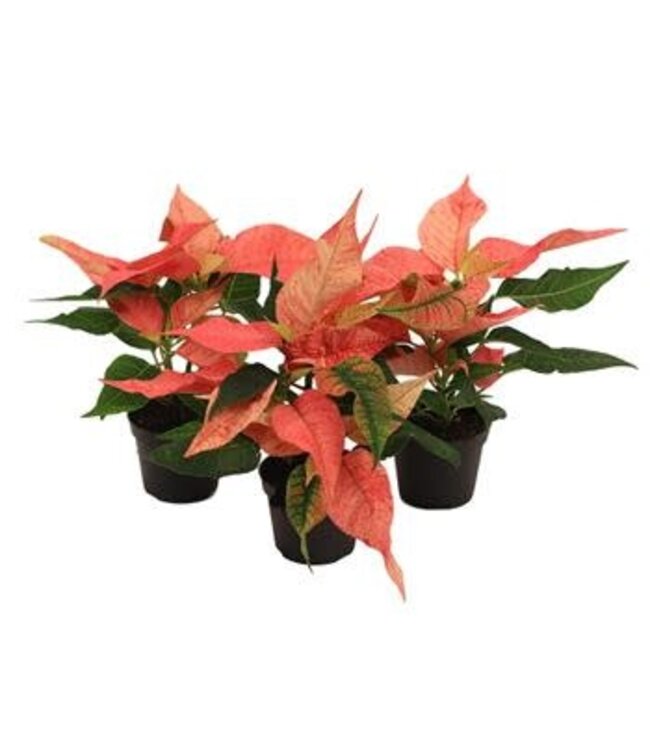 2.5" Poinsettia