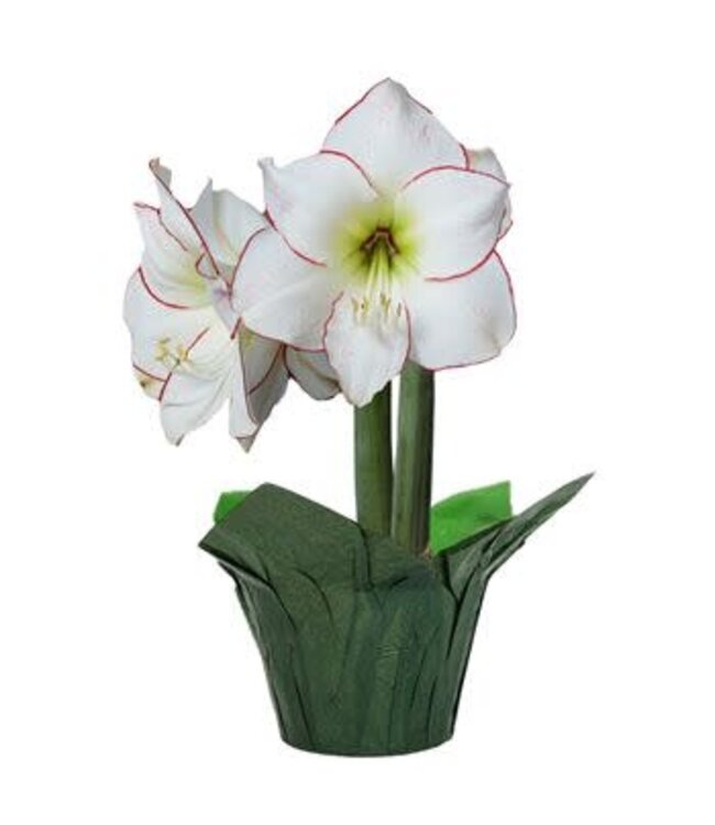 6" Amaryllis Double - WHITE WITH PINK/RED EDGES