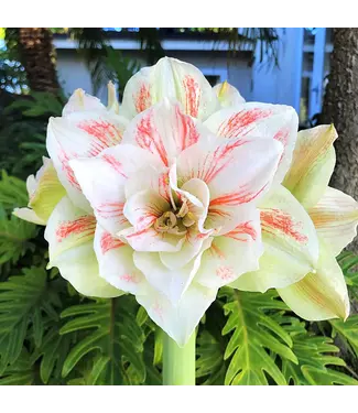 6" Amaryllis Premium Double - Nymph