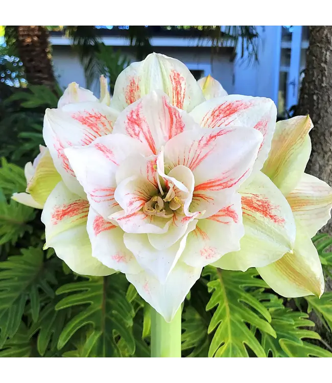 6" Amaryllis Premium Double - Nymph