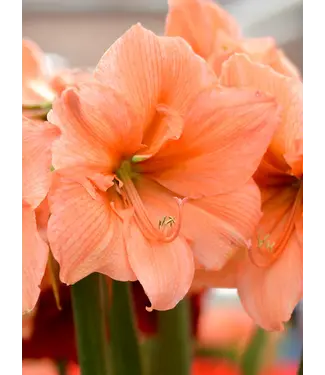 10" Amaryllis - Salmon