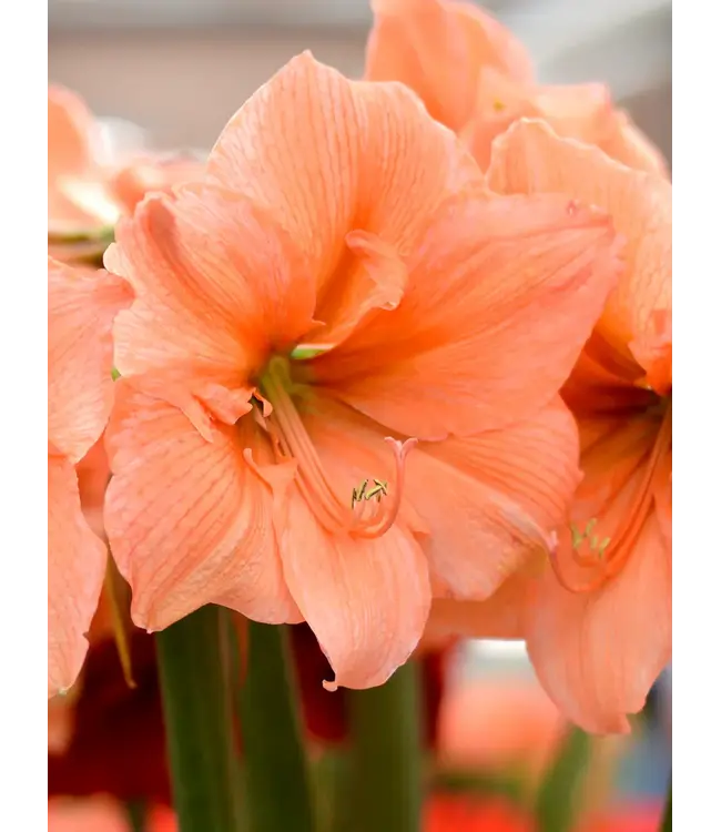10" Amaryllis - Salmon