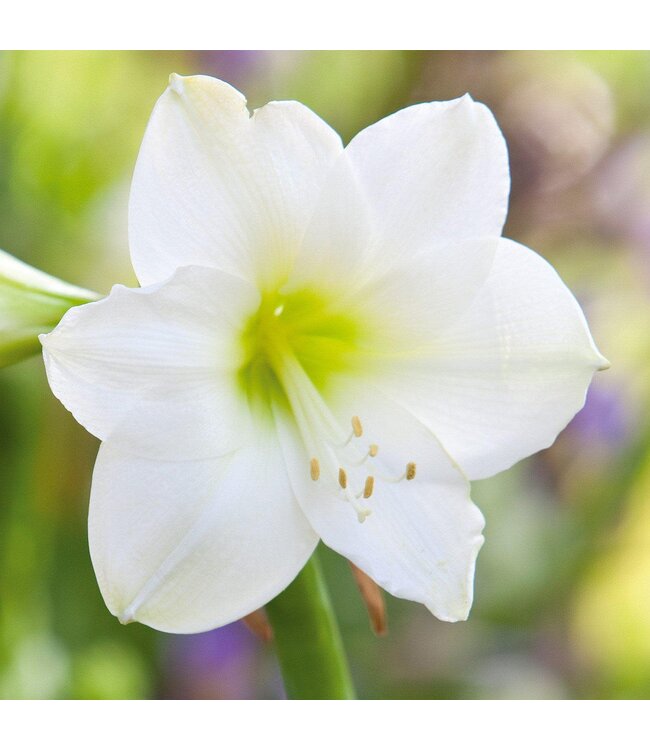 10" Amaryllis - White