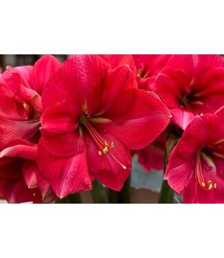 10" Amaryllis - Hercules