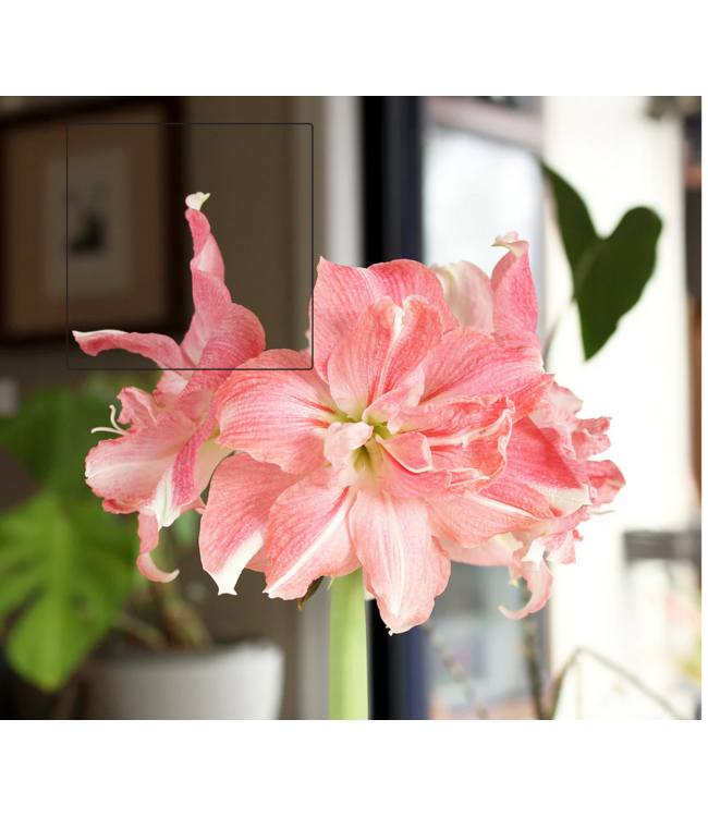 6" Amaryllis Premium Double - Rozetta