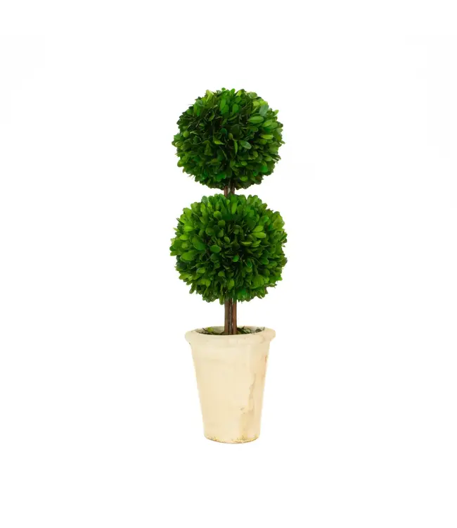 Preserved Boxwood Topiary - Double Ball 20"