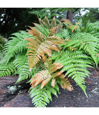 Fern-Autumn 6"