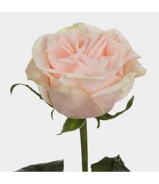 FCS Rose Cream Wedding Spirit Garden Single Stem