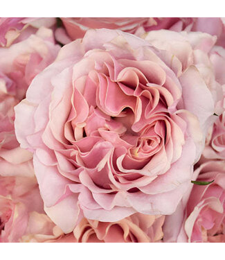 FCS Rose Pink Powder Puff Garden Single Stem