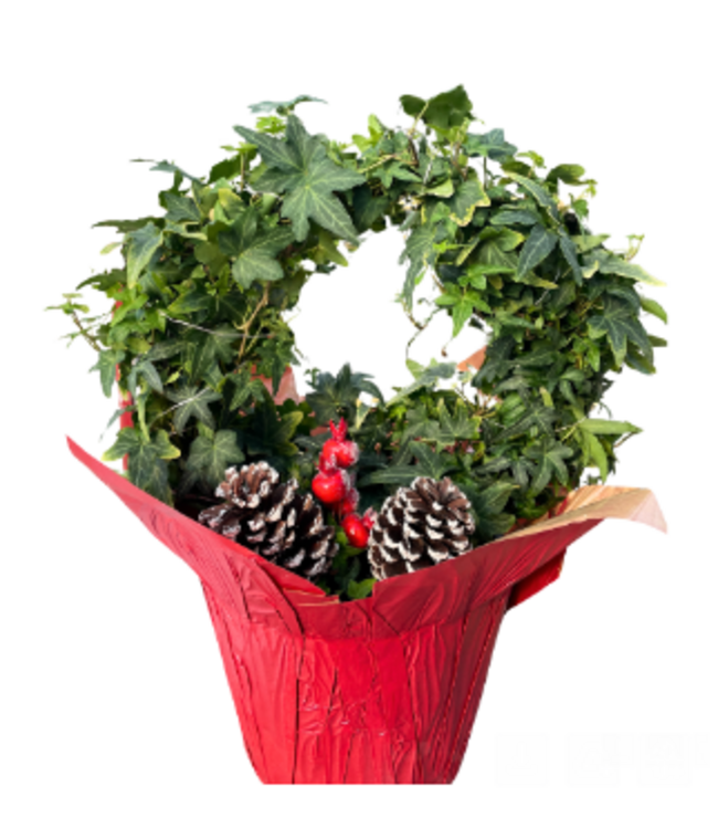 Ivy Hoop in Cover 8"