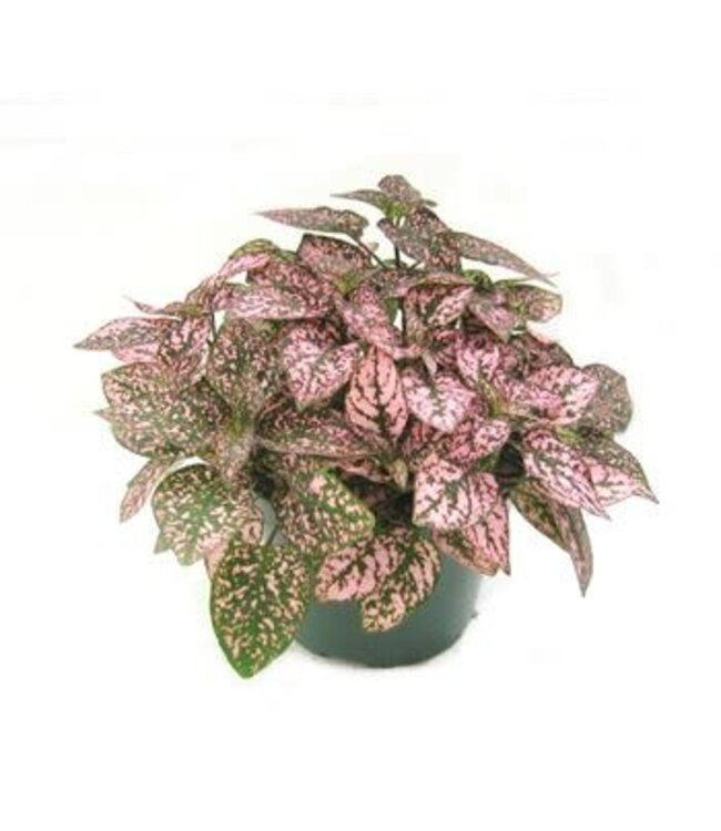 Polka Dot Assorted 3.5"