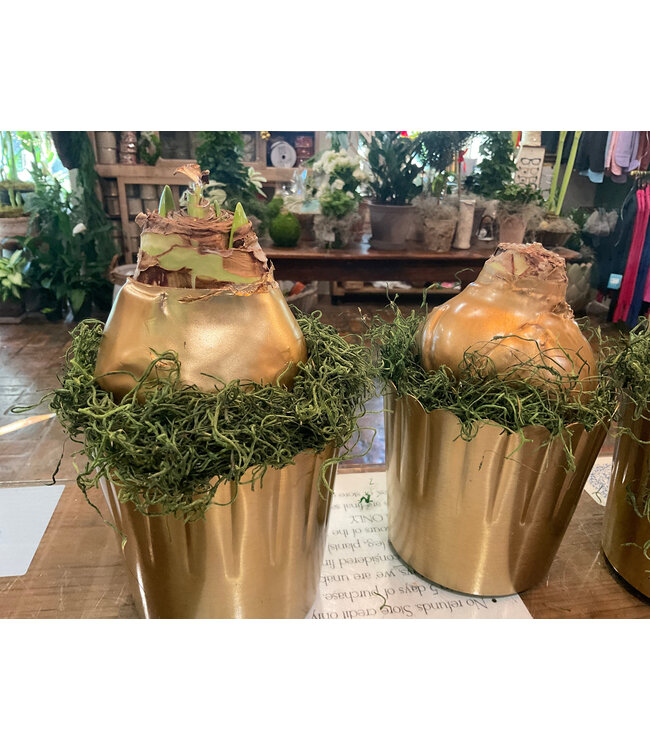 Bayside Christmas gold amaryllis DELICATA POT 5.5"X 5"