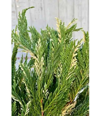FCS Cypress Pine Variegated Single Stem