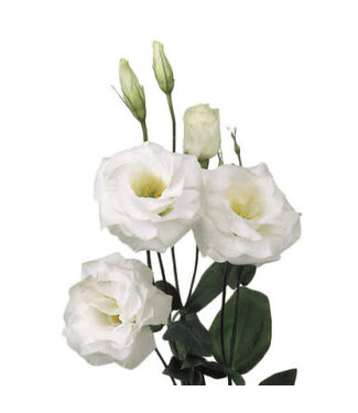 FCS Lisianthus Single Stem
