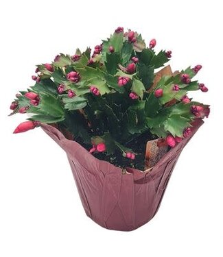 Zygote Cactus  6"