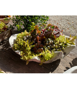 Clam Shell with succlents