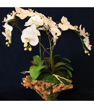 Orchid Branchy Bowl Large
