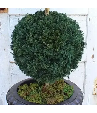 Preserved Juniper Topiary Double Ball 40"