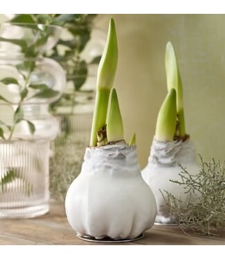 Amaryllis White Wax with Pink flower