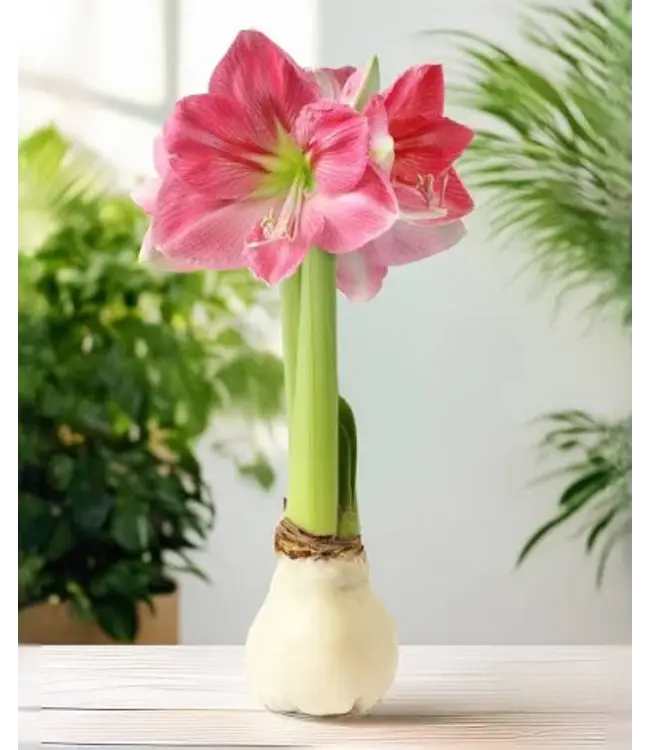 Amaryllis White Wax with Pink flower