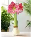Amaryllis White Wax with Pink flower