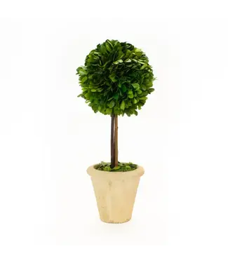 Preserved Boxwood Topiary, Single Ball, 16 in