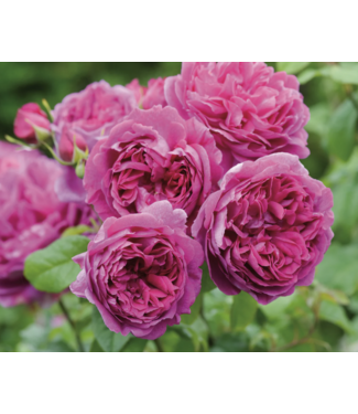 David Austin Rose Youn Lycidas 3G