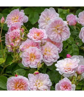 David Austin Rose - Elizabeth 3G