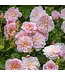 David Austin Rose - Elizabeth 3G