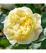 David Austin Rose - Charles Darwin 3G