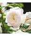 David Austin Rose Desdemona 3G